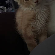 Arlo a rejoint le concours — aidez-le/la à gagner de superbes lots ! kitten, cat, orange_cat, fluffy, pet, animal, indoor, close_up, cute, young, feline, whiskers, ears, eyes, fur, domestic_animal, portrait, mammal, curious, cozy