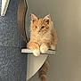 cat, kitten, orange_cat, white_paws, cat_tree, perched, indoor, pet, feline, curious, fluffy, shelf, resting, animal, cute, young_cat, whiskers, ears, tail, domestic_cat