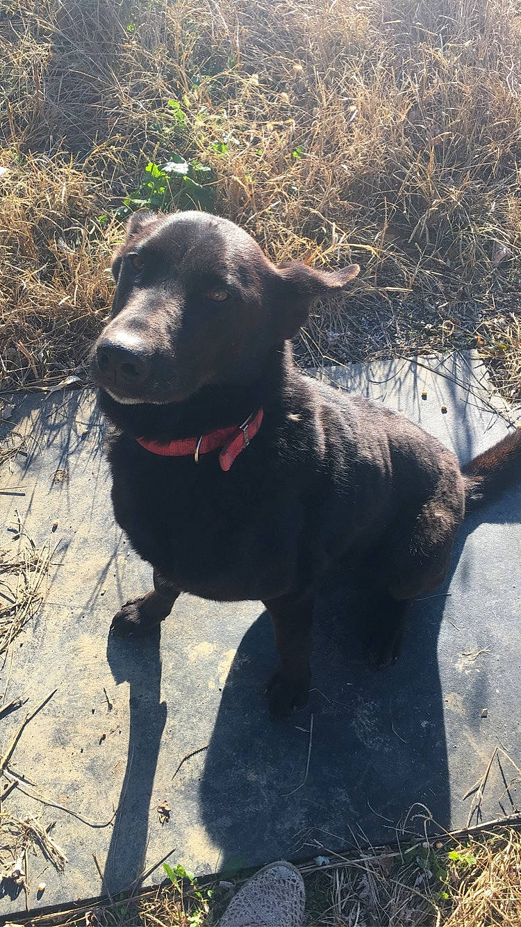 Elmer is registered to the contest to win money with this photo: adventure, borador, canidae, carnivore, collar, companion_dog, dog, dog_breed, dog_collar, fawn, fur, grass, gun_dog, pet_supply, plant, snout, sporting_group, tail, terrestrial_animal, working_animal