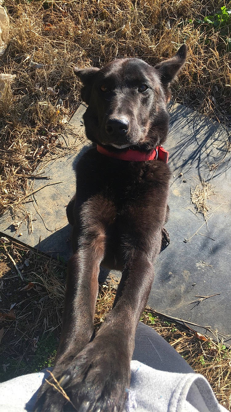 Elmer joined the competition — help win amazing prizes! adventure, black_norwegian_elkhound, borador, canidae, carnivore, dog, dog_breed, fur, hunting_dog, non_sporting_group, plant, snout, soil, sporting_group, tail, terrestrial_animal, tree, whiskers, working_animal, working_dog