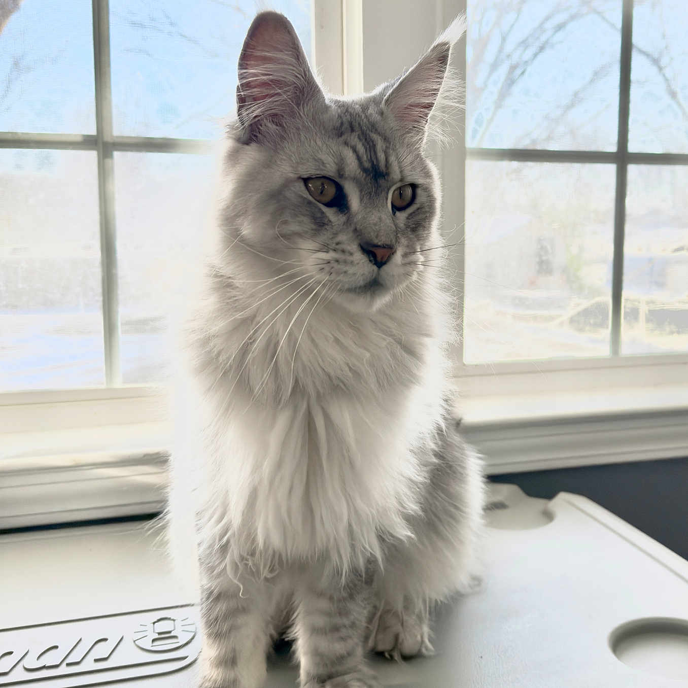 Sir Asher Fitz