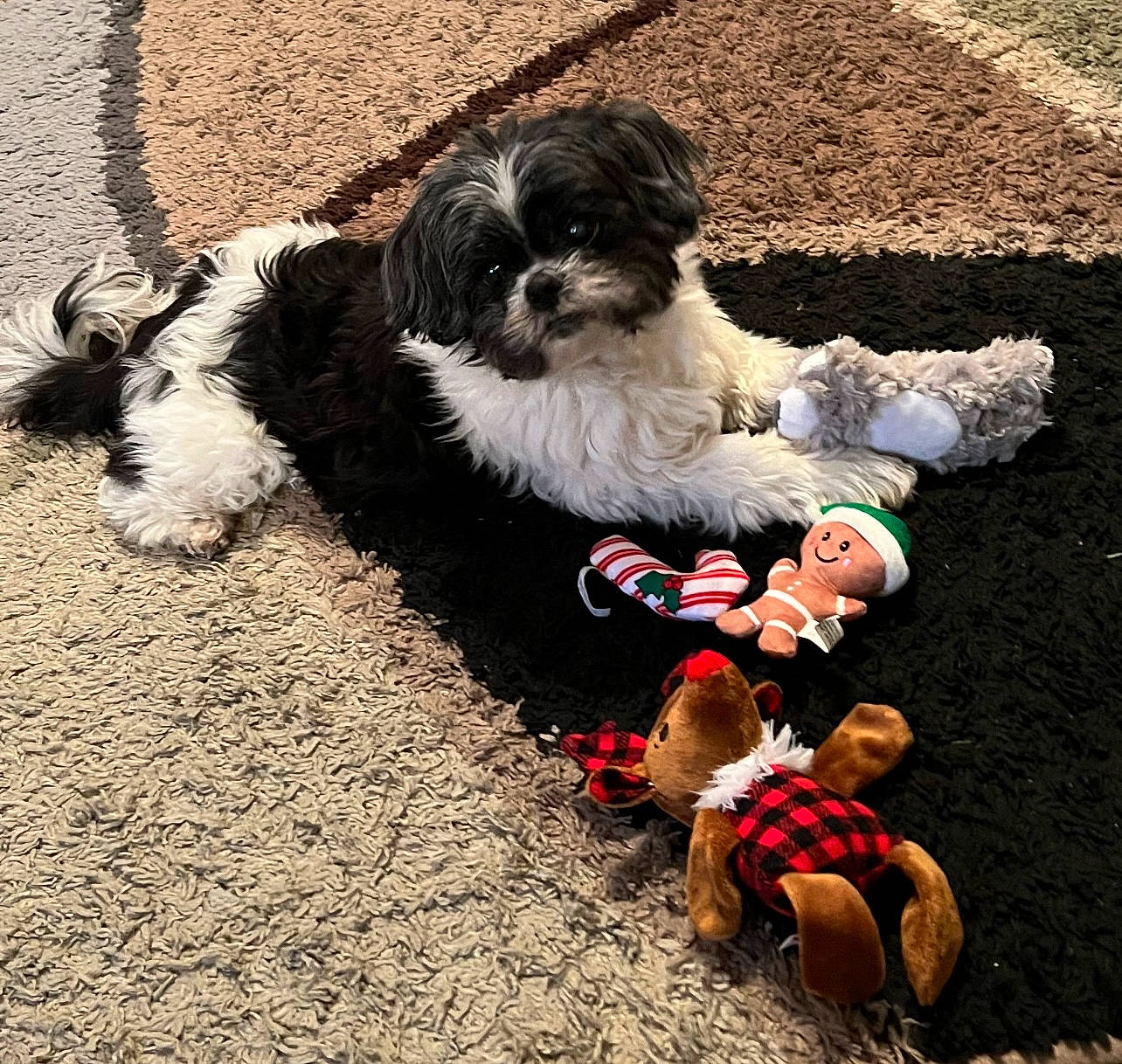 Sadie is registered to the contest to win money with this photo: canidae, carnivore, companion_dog, dog, dog_breed, dog_clothes, dog_supply, fawn, fur, grass, liver, shih_tzu, sitting, small_terrier, snout, sporting_group, tail, terrier, toy_dog, working_animal