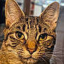cat, tabby, close_up, whiskers, fur, ears, eyes, pet, animal, domestic, face, portrait, feline, indoor, curious, alert, mammal, cute, sharp_focus, background_blur