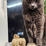 Freddie joined the competition — help win amazing prizes! cat, gray_cat, window, elephant_figurine, stone_figurine, marble_figurine, geometric_shape, decor, indoor, pet, animal, sitting, closeup, feline, whiskers, ears, eyes, still_life, ornament, surface