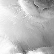 Little Kev joined the competition — help win amazing prizes! cat, close_up, black_and_white, fur, whiskers, nose, paw, soft, fluffy, animal, pet, portrait, texture, calm, detail, macro, monochrome, cute, feline, sleepy