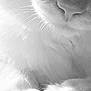 cat, close_up, black_and_white, fur, whiskers, nose, paw, soft, fluffy, animal, pet, portrait, texture, calm, detail, macro, monochrome, cute, feline, sleepy