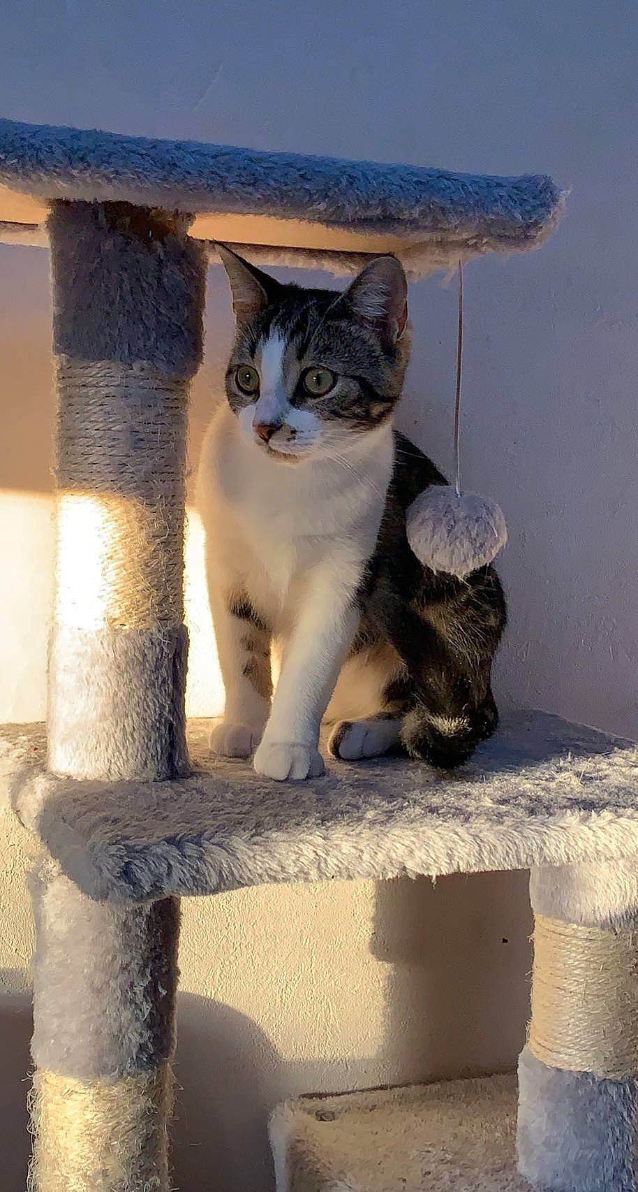 Shanna participe au concours pour gagner de l'argent avec cette photo : carnivore, cat, domestic_short_haired_cat, eye, fawn, felidae, fur, grey, paw, shadow, sitting, small_to_medium_sized_cats, snout, tail, tints_and_shades, whiskers, window, wood