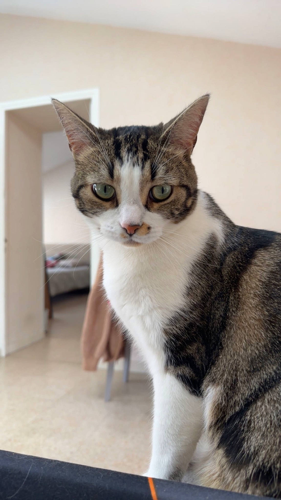 Shanna a rejoint le concours — aidez-le/la à gagner de superbes lots ! carnivore, cat, domestic_short_haired_cat, eye, felidae, flooring, fur, head, paw, small_to_medium_sized_cats, snout, tail, whiskers