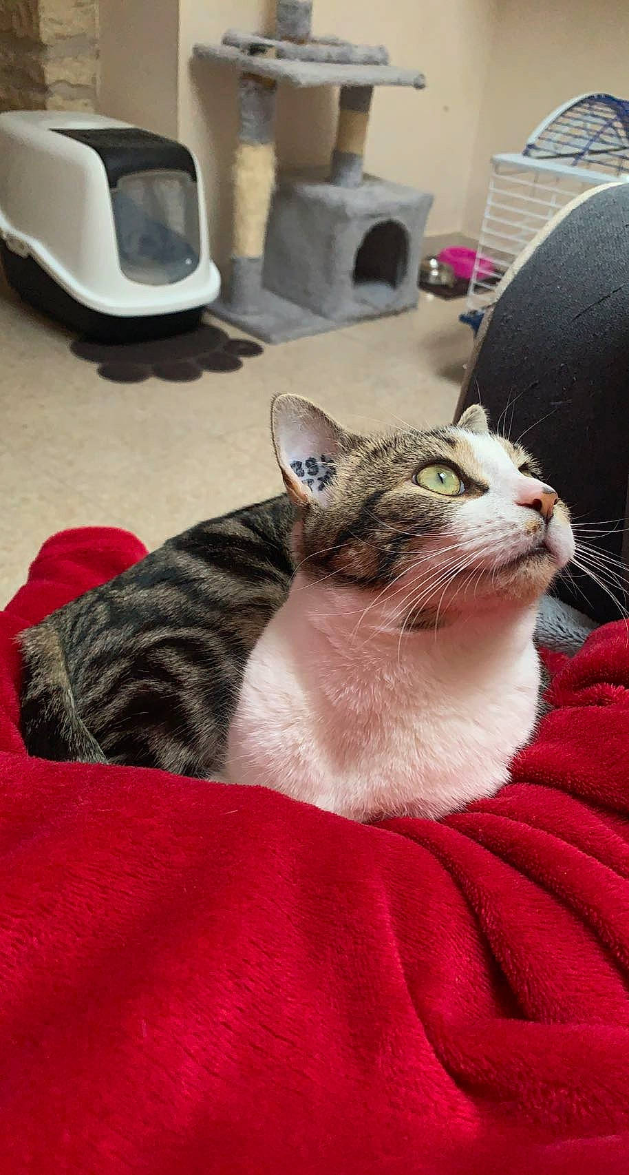 Shanna participe au concours pour gagner de l'argent avec cette photo : carnivore, cat, claw, comfort, domestic_short_haired_cat, felidae, flooring, flowerpot, fur, home_appliance, houseplant, lamp, linens, living_room, nap, paw, room, small_to_medium_sized_cats, snout, whiskers