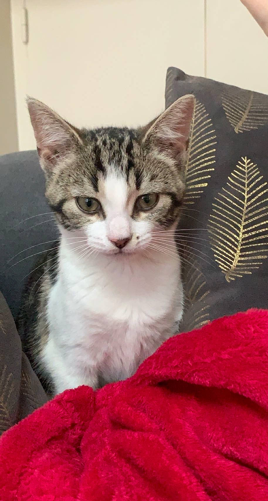 Shanna participe au concours pour gagner de l'argent avec cette photo : carnivore, cat, cat_supply, claw, comfort, domestic_short_haired_cat, eye, felidae, fur, linens, paw, sitting, small_to_medium_sized_cats, snout, tail, whiskers