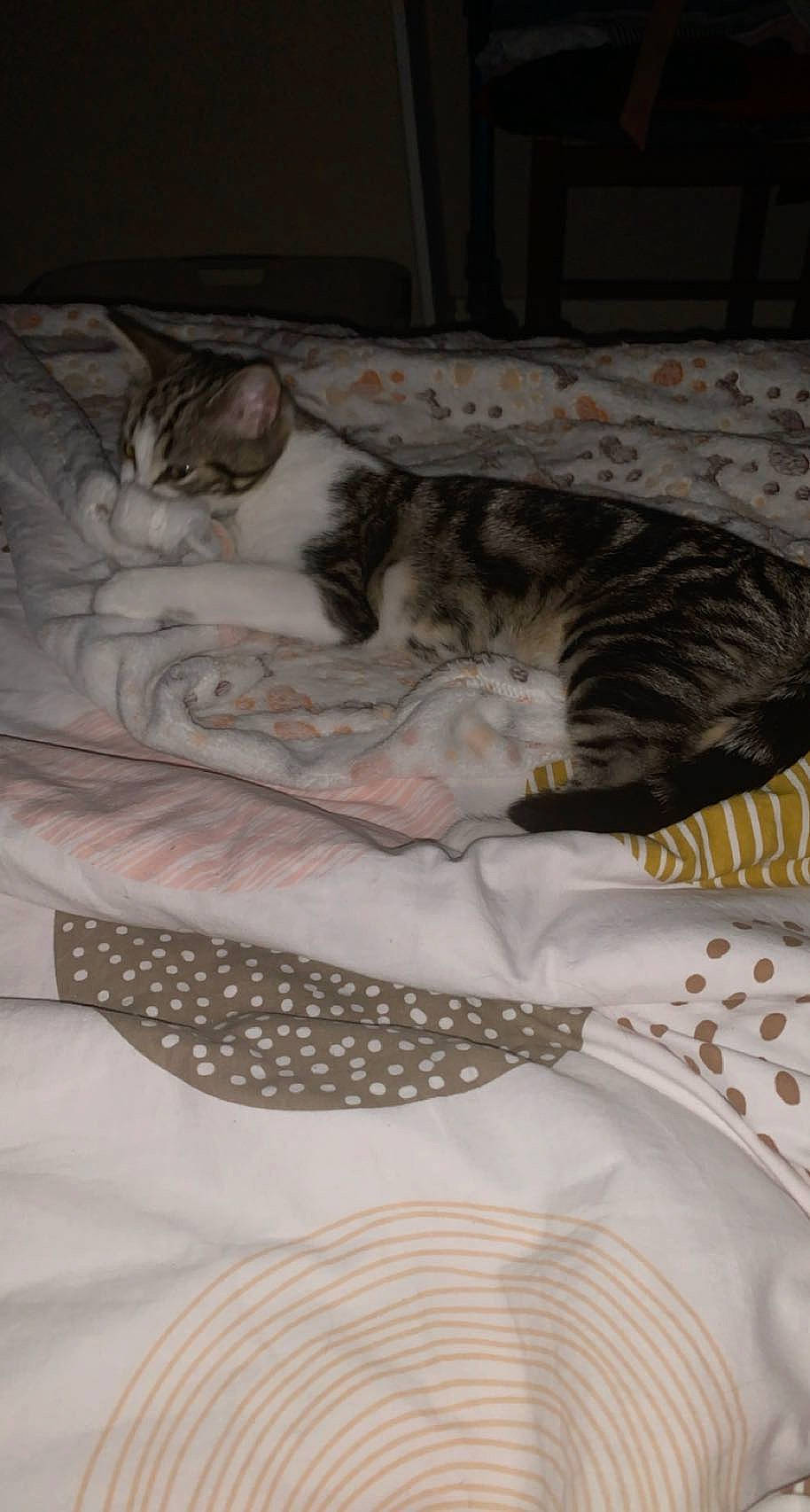 Shanna participe au concours pour gagner de l'argent avec cette photo : bed, bed_sheet, bedding, carnivore, cat, comfort, domestic_short_haired_cat, duvet, fawn, felidae, fur, grey, linens, nap, pattern, room, small_to_medium_sized_cats, tail, textile, whiskers