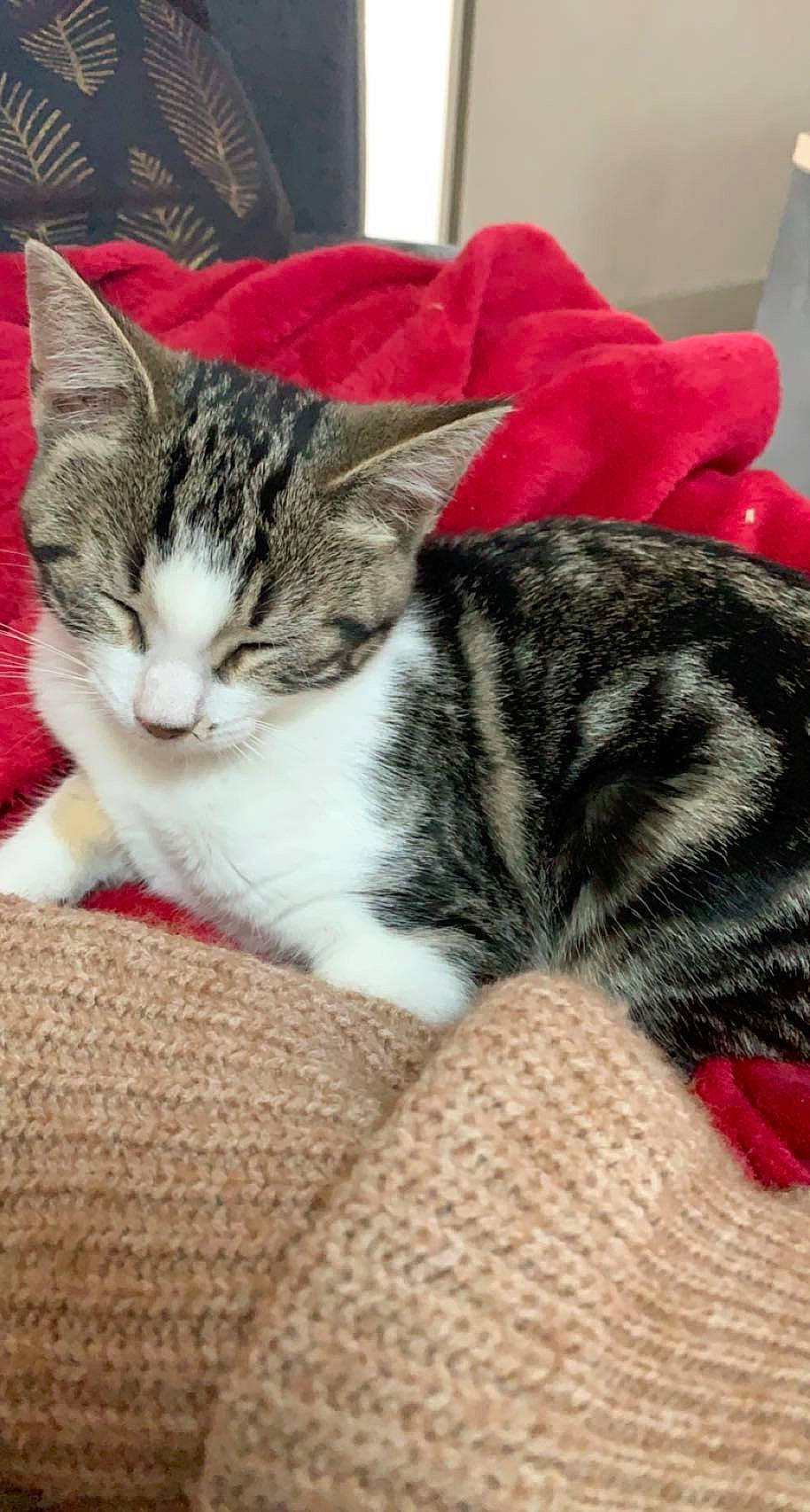 Shanna participe au concours pour gagner de l'argent avec cette photo : carmine, carnivore, cat, cat_supply, claw, comfort, domestic_short_haired_cat, felidae, fur, nap, paw, small_to_medium_sized_cats, snout, whiskers, woven_fabric