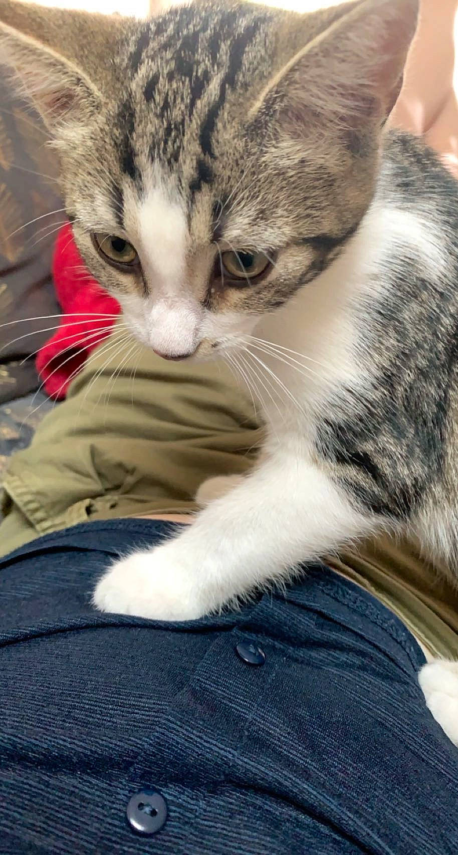 Shanna participe au concours pour gagner de l'argent avec cette photo : carnivore, cat, claw, comfort, denim, domestic_short_haired_cat, ear, eye, felidae, foot, fur, nap, paw, sitting, sleep, small_to_medium_sized_cats, snout, tail, terrestrial_animal, whiskers