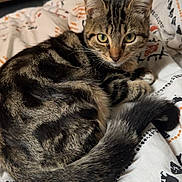 Absolut participe au concours pour gagner de l'argent avec cette photo : animal, bed, blanket, cat, cozy, cute, domestic_cat, feline, fur, home, indoor, looking, patterned_blanket, pet, relaxed, resting, soft_light, tabby_cat, tail, whiskers