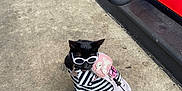 Bubbles joined the competition — help win amazing prizes! animal, backpack, black_cat, black_fur, cat, concrete_floor, cute, fashionable, gas_station, leash, outdoor, pet_accessories, pet_clothing, pink, side_view, small_pet, striped_clothing, sunglasses, wearing_clothes, white