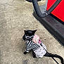 animal, backpack, black_cat, black_fur, cat, concrete_floor, cute, fashionable, gas_station, leash, outdoor, pet_accessories, pet_clothing, pink, side_view, small_pet, striped_clothing, sunglasses, wearing_clothes, white
