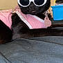 Bubbles is registered to the contest to win money with this photo: accessory, animal, bed, black_cat, cat, collar, cute, domestic_cat, ears, fashion, feline, indoor, lying_down, pet, pink_outfit, relaxed, soft_surface, sunglasses, tag, whiskers