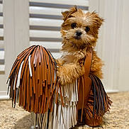 Rüfüs joined the competition — help win amazing prizes! puppy, dog, leather_bag, fringes, brown, white, curious, cute, pet, animal, indoor, countertop, granite, background, shutters, small_dog, fluffy, portrait, sitting, closeup