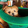 Rüfüs is registered to the contest to win money with this photo: dog, puppy, green_hat, shamrocks, bar_counter, wooden_surface, people, beverage, blurred_background, indoor, cute, small_dog, pet, festive, st_patricks_day, cozy, animal, face, hat, sitting