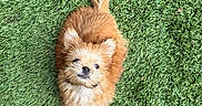 Rüfüs is registered to the contest to win money with this photo: dog, puppy, fluffy, orange_fur, cream_fur, grass, green, outdoor, pet, cute, small_dog, lying_down, looking_up, playful, fur, animal, nature, adorable, companion, friendly