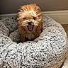 Rüfüs is registered to the contest to win money with this photo: dog, puppy, pet_bed, fluffy, brown_fur, indoor, cozy, cute, small_dog, yawning, tongue, mouth_open, fur, animal, pet, resting, bed, floor, wall, adorable