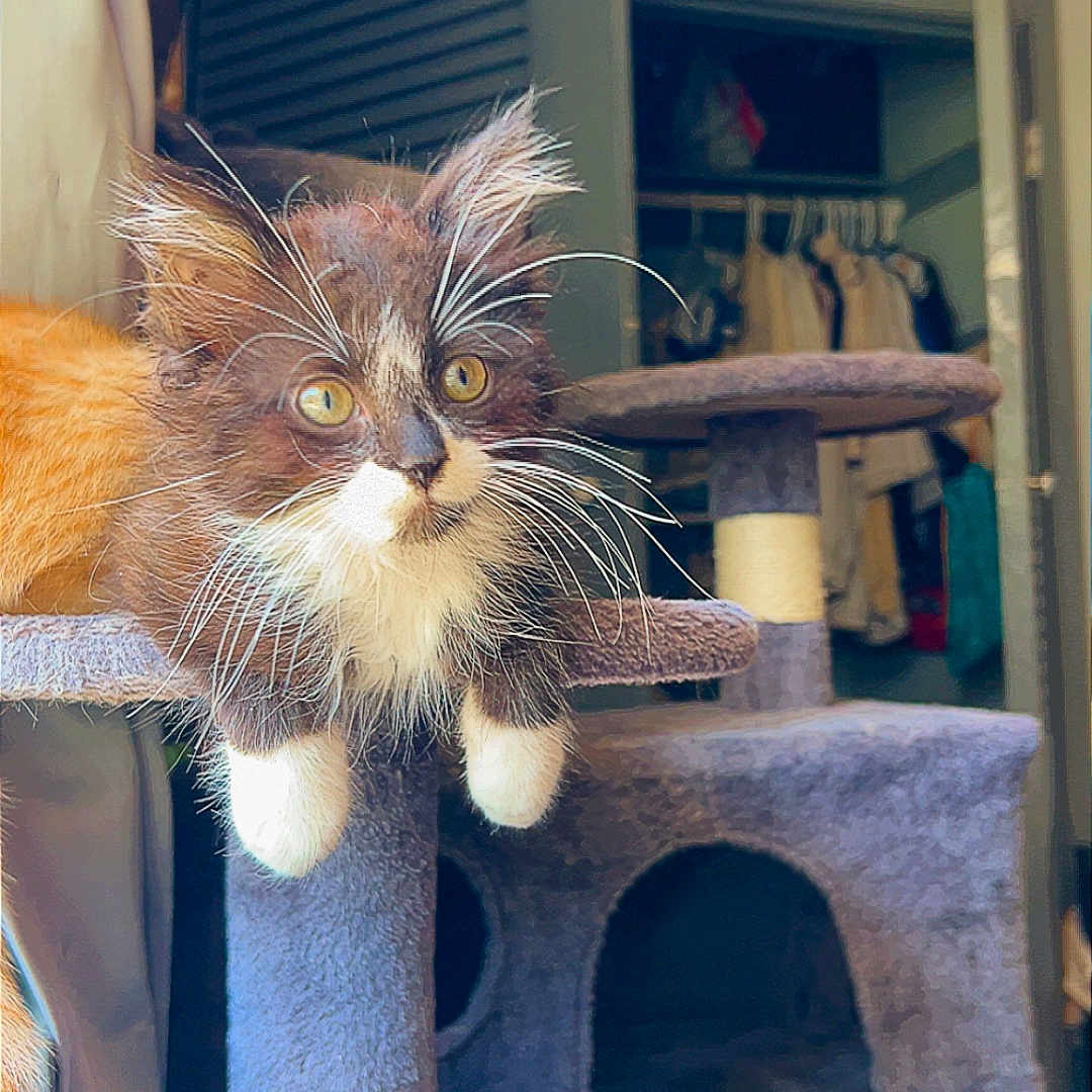 Oron joined the competition — help win amazing prizes! animal, cat, cat_tree, cozy, curious, cute, feline, fur, furry, household, indoor, kitten, looking, paws, pet, pet_furniture, playful, resting, whiskers, young
