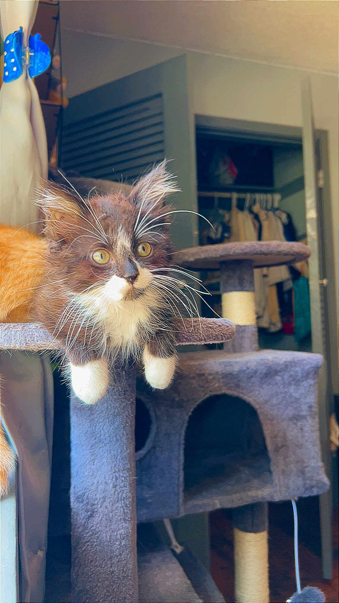 Oron joined the competition — help win amazing prizes! kitten, cat, cat_tree, furry, curious, indoor, pet, whiskers, paws, feline, playful, household, cozy, fur, animal, pet_furniture, resting, looking, young, cute