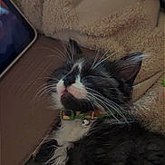 Oron joined the competition — help win amazing prizes! cat, black_and_white, sleeping, collar, bell, whiskers, blanket, cozy, closeup, pet, feline, indoor, resting, fur, cute, domestic_animal, soft_texture, relaxed, animal, companion