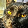Alice is registered to the contest to win money with this photo: cat, black_cat, close_up, yellow_eyes, whiskers, fur, face, pet, animal, sunlight, window, portrait, indoor, feline, nose, ears, eye_detail, texture, macro, domestic_animal