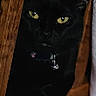 Alice is registered to the contest to win money with this photo: animal, bell, black_cat, cat, close_up, collar, curious, dark, domestic_cat, feline, house_pet, indoor, looking, pet, quiet, resting, shadow, wood, wooden_chair, yellow_eyes