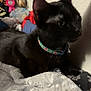 Alice joined the competition — help win amazing prizes! black_cat, cat, pet, animal, indoor, collar, blanket, furniture, wall, curious, fur, closeup, bed, cozy, domestic, resting, soft, pattern, decor, domestic_cat