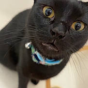 Alice is registered to the contest to win money with this photo: alert, animal, black_cat, cat, close_up, collar, curious, cute, domestic_cat, drain, face, feline, fur, indoor, looking_up, pet, portrait, sink, whiskers, yellow_eyes
