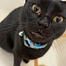 Alice is registered to the contest to win money with this photo: black_cat, cat, pet, animal, yellow_eyes, collar, curious, close_up, indoor, sink, drain, whiskers, fur, face, looking_up, domestic_cat, feline, cute, alert, portrait