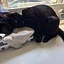 black_cat, cat, pet, indoor, window, towel, washing_machine, feline, resting, collar, domestic_animal, household, sunlight, curious, fur, whiskers, relaxed, appliance, window_screen, tabletop