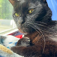 Alice joined the competition — help win amazing prizes! black_cat, cat, whiskers, window, blanket, indoor, pet, feline, relaxed, cozy, sunlight, close_up, portrait, animal, fur, resting, yellow_eyes, paw, side_view, domestic_cat