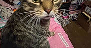 Goober joined the competition — help win amazing prizes! cat, tabby_cat, pet, indoor, pink_blanket, bed, furniture, clutter, whiskers, close_up, curious, animal, domestic_animal, mammal, eyes, face, ears, room, home, cozy