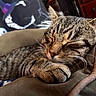 Goober joined the competition — help win amazing prizes! cat, tabby, sleeping, paw, close_up, indoor, cushion, feline, pet, relaxed, cozy, whiskers, fur, nap, resting, animal, closeup, cute, domestic_cat, portrait