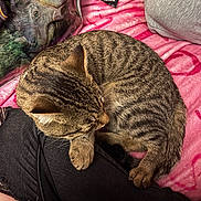 Goober joined the competition — help win amazing prizes! tabby_cat, sleeping_cat, pet, indoor, blanket, pink_blanket, pillow, dinosaur_pillow, cushion, striped_fur, resting, cozy, comfort, human_leg, black_pants, casual_clothing, closeup, domestic_animal, feline, relaxation