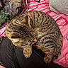 black_pants, blanket, casual_clothing, closeup, comfort, cozy, cushion, dinosaur_pillow, domestic_animal, feline, human_leg, indoor, pet, pillow, pink_blanket, relaxation, resting, sleeping_cat, striped_fur, tabby_cat