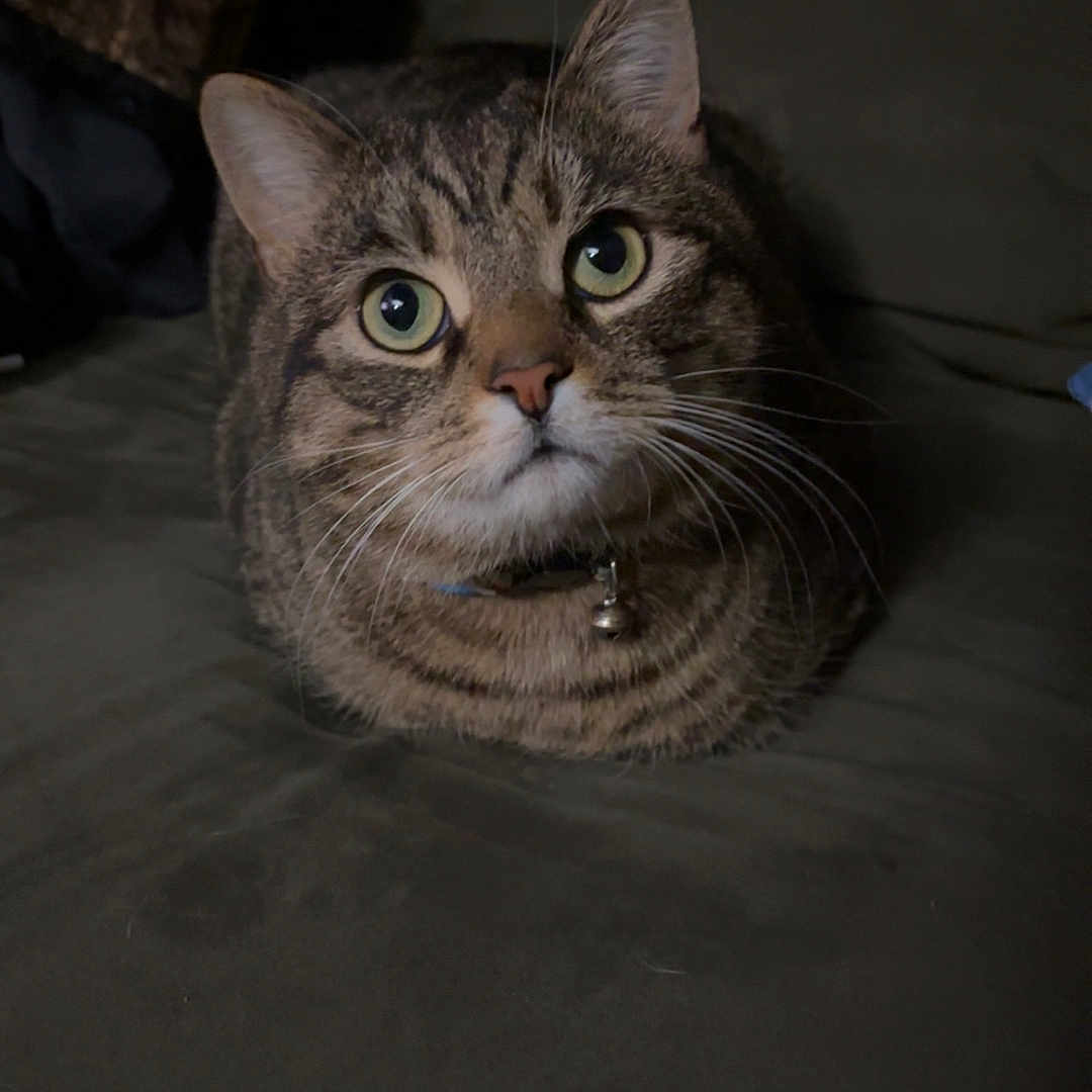 Goober is registered to the contest to win money with this photo: cat, tabby, pet, indoor, feline, collar, whiskers, curious, sitting, couch, dark_background, closeup, animal, fur, eyes, domestic, cute, portrait, looking_up, household