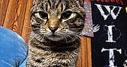 Goober joined the competition — help win amazing prizes! animal, banner, blue_cushion, cat, close_up, cozy, domestic_cat, ears, feline, festive, framed_photos, halloween_decor, household, indoor, pet, portrait, striped_fur, tabby_cat, whiskers, wood_paneling