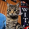 animal, banner, blue_cushion, cat, close_up, cozy, domestic_cat, ears, feline, festive, framed_photos, halloween_decor, household, indoor, pet, portrait, striped_fur, tabby_cat, whiskers, wood_paneling