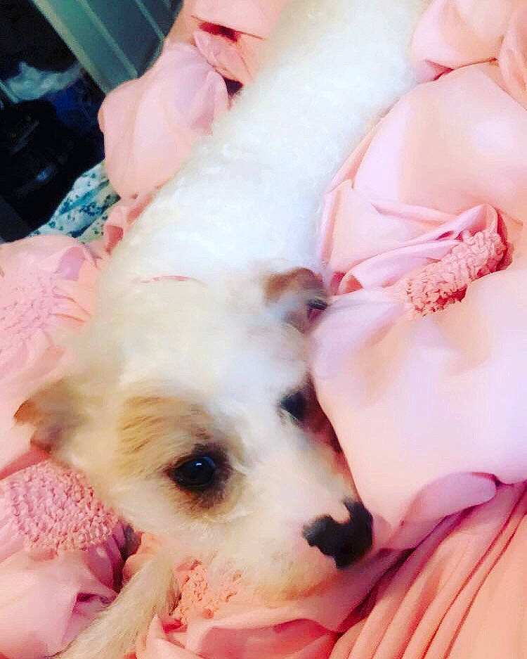 Finn is registered to the contest to win money with this photo: bichon, canidae, carnivore, companion_dog, dog, dog_breed, mammal, non_sporting_group, puppy, puppy_love, rare_breed_dog, skin, toy_dog