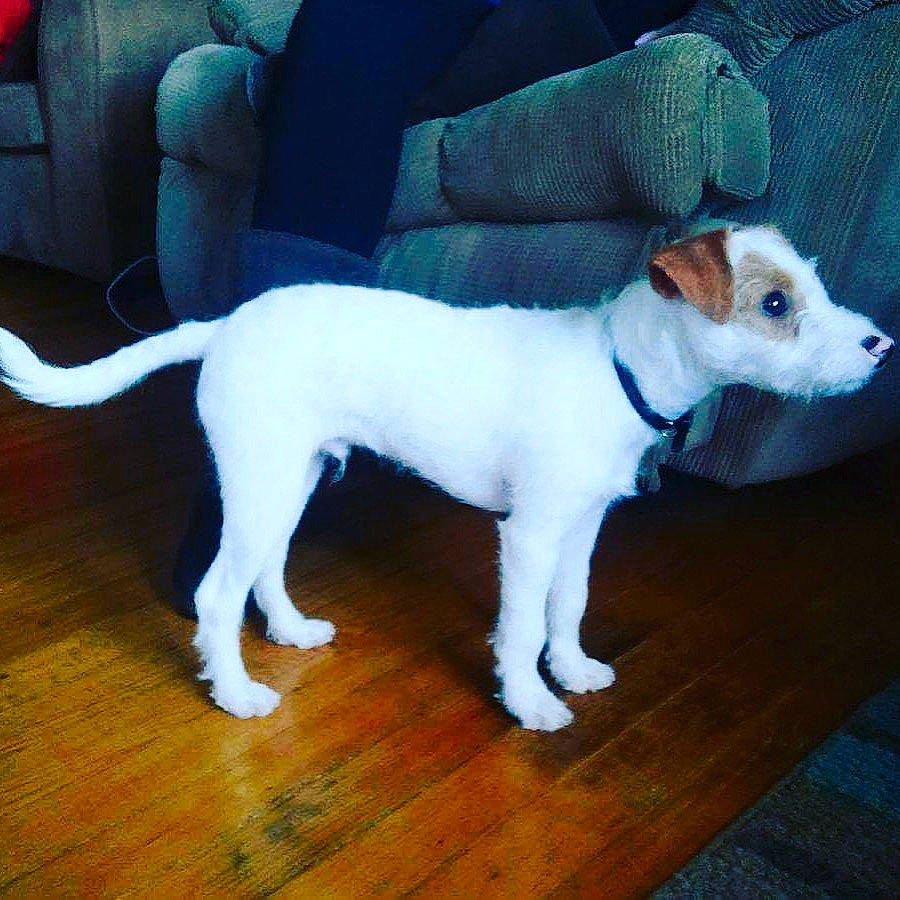 Finn joined the competition — help win amazing prizes! canidae, carnivore, companion_dog, dog, dog_breed, feist, irishjacks, jack_russell_terrier, mammal, parson_russell_terrier, rare_breed_dog, russell_terrier, tail, tenterfield_terrier, treeing_feist, vertebrate