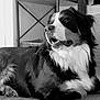 animal, architecture, bodypart, building, canine, cockerspaniel, collie, couch, dog, furniture, homedecor, hound, husky, indoors, livingroom, mouth, person, pet, puppy, terrier