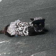 Blacasgirl is registered to the contest to win money with this photo: cat, black_cat, animal, leopard_print, costume, hat, tutu, pavement, outdoor, pet, fashion, lying_down, cute, mammal, whiskers, ears, eyes, tail, street, accessory