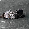 cat, black_cat, animal, leopard_print, costume, hat, tutu, pavement, outdoor, pet, fashion, lying_down, cute, mammal, whiskers, ears, eyes, tail, street, accessory