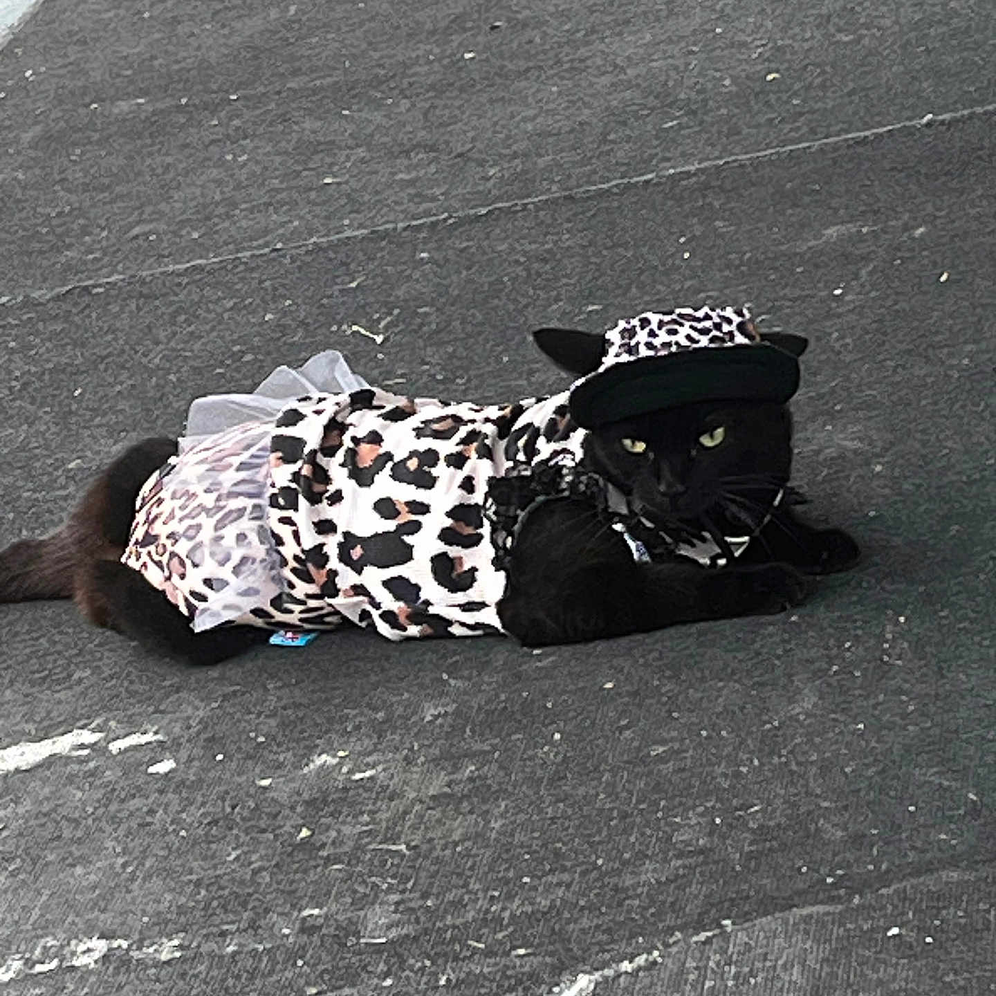 Blacasgirl is registered to the contest to win money with this photo: cat, black_cat, animal, leopard_print, costume, hat, tutu, pavement, outdoor, pet, fashion, lying_down, cute, mammal, whiskers, ears, eyes, tail, street, accessory