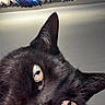 Blacasgirl is registered to the contest to win money with this photo: animal, black_cat, cat, ceiling, close_up, curious, curtains, domestic_animal, ear, eye, face, feline, fur, indoor, looking, pattern, pet, portrait, reflection, whiskers