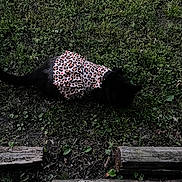 Blacasgirl joined the competition — help win amazing prizes! animal, black_cat, cat, clothing, cute, dark, dress, feline, grass, leopard_print, log, mammal, nature, outdoor, pattern, pet, shadow, small, walking, wood